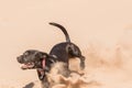 Happy dog running in sand Royalty Free Stock Photo