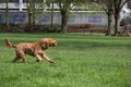 Happy dog running with a tennis ball Royalty Free Stock Photo