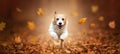 Happy dog running, walking in the leaves, autumn fall banner, background Royalty Free Stock Photo