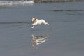 A Happy Dog runs on the beach Royalty Free Stock Photo