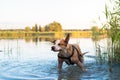 Happy dog shakes off water after a swim in the lake. Royalty Free Stock Photo