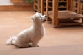 Happy Dog Sitting on Flooring, Expressing Love and Friendship with Loyal and Cute Canine Friend Royalty Free Stock Photo