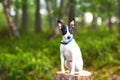 Happy dog sitting on a stump and looking at camera. Dog at green summer tree leaf in meadow with copy space for text. Royalty Free Stock Photo