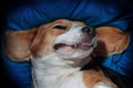 Happy dog sleeping upside down on a pillow Royalty Free Stock Photo