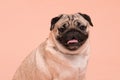 Happy Dog smile on peach or cream color background