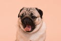 Happy Dog smile on peach or cream color background