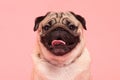 Happy Dog smile on pink background,Cute Puppy pug breed happiness on sweet color