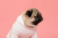 Happy Dog smile on pink background,Cute Puppy pug breed happiness on sweet color