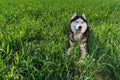 Happy dog. Smiling husky dog lies in the bright green grass. Husky dog loves summer.