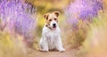 Happy dog smiling in the lavender herbal flower field in summer