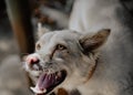 A happy dog smiling and looking to his owner Royalty Free Stock Photo