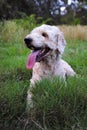 Happy dog smiling on the meadow