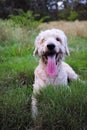 Happy dog smiling on the meadow