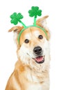 Happy Dog St Patricks Day Clover Headband Royalty Free Stock Photo