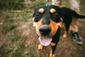 Happy Dog Stafford stuck out his tongue and smiles at the camera