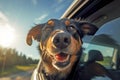 Happy dog sticking head out of open car window. Royalty Free Stock Photo