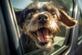 Happy dog sticking head out of open car window. Royalty Free Stock Photo