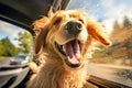 Happy dog sticking out of the car window. Traveling with a pet concept. Royalty Free Stock Photo