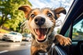 Happy dog sticking out of the car window. Traveling with a pet concept. Royalty Free Stock Photo