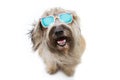 Happy dog summer going on vacations wearing colorful sunglasses. Isolated on white background. high angle view Royalty Free Stock Photo