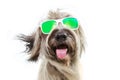 Happy dog summer going on vacations wearing sunglasses. Isolated on white background