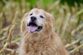 Happy dog in summer is so loyal with his love Royalty Free Stock Photo