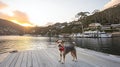 Happy dog sunset dock, harbor village background Royalty Free Stock Photo