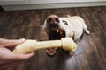 Happy dog takes chewing bone from pet owner