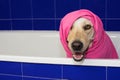 HAPPY DOG TAKING A BATH IN A BLUE BATHTUB WITH A PINK TOWEL COVE Royalty Free Stock Photo