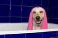 HAPPY DOG TAKING A BATH IN A BLUE BATHTUB WRAP WITH A PINK TOWEL Royalty Free Stock Photo