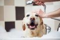 Happy dog taking bath at domestic bathroom