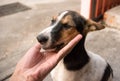 Happy Dog with Tongue Out and Head Tilt, dog happy and dog hand Royalty Free Stock Photo