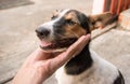 Happy Dog with Tongue Out and Head Tilt, dog happy and dog hand Royalty Free Stock Photo