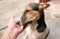 Happy Dog with Tongue Out and Head Tilt, dog happy and dog hand Royalty Free Stock Photo