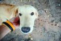 Happy Dog with Tongue Out and Head Tilt, dog happy and dog hand Royalty Free Stock Photo