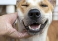 Happy Dog with Tongue Out and Head Tilt, dog happy and dog hand Royalty Free Stock Photo