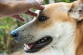 Happy Dog with Tongue Out and Head Tilt, dog happy and dog hand Royalty Free Stock Photo