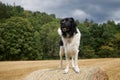 Happy dog on top of large bale of straw Royalty Free Stock Photo