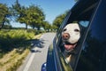 Happy dog travel by car Royalty Free Stock Photo