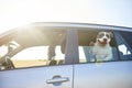 Happy dog traveling by car and enjoying the view Royalty Free Stock Photo