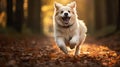 happy dog wagging tail Royalty Free Stock Photo