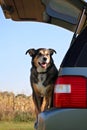 Happy Dog Waiting in Family Car to go on a Ride Royalty Free Stock Photo