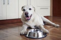 Happy dog waiting for feeding Royalty Free Stock Photo