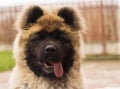 Happy dog waiting play time - american akita Royalty Free Stock Photo