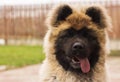 Happy dog waiting play time - american akita Royalty Free Stock Photo