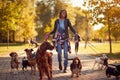 Happy dog walker enjoying with dogs while walking outdoors Royalty Free Stock Photo