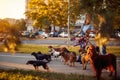 Happy dog walker walking with a group dogs in the park Royalty Free Stock Photo