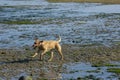 Happy Dog Walking on Mudflats