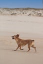 Happy dog walking in a sand dune along the beach Royalty Free Stock Photo