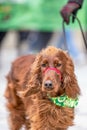 Happy dog wearing a festive green bandana with shamrocks while walking down a street in a St Patrick\'s Day parade